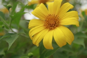 Cho thuê xe du lịch 16 chỗ đi ngắm hoa dã quỳ ở Ba Vì